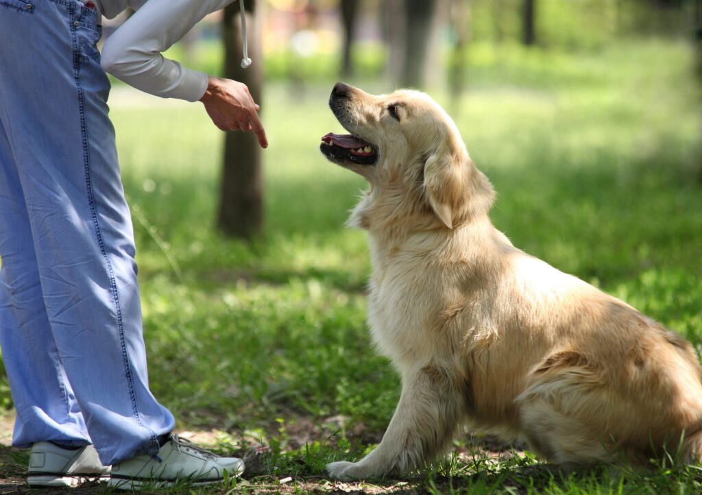 Premium Pet Care