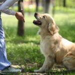 Premium Pet Care