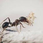 Choosing A Boise Pest Company Before Spring Ants Take Over Your New Home