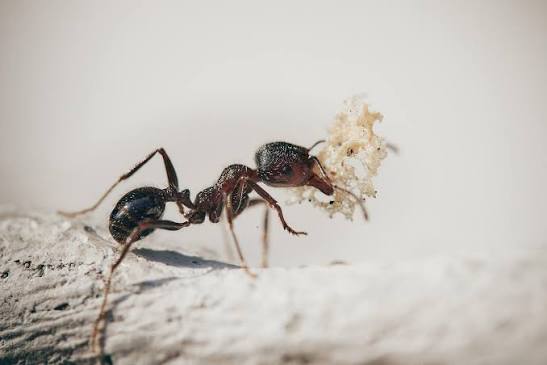 Choosing A Boise Pest Company Before Spring Ants Take Over Your New Home