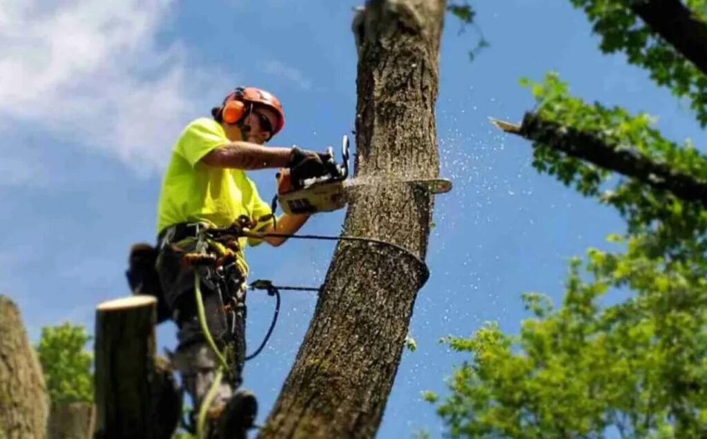 Choosing A Removal Crew Before A Dead Tree Sinks Your Home Sale