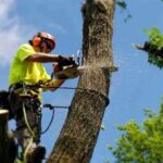Choosing A Removal Crew Before A Dead Tree Sinks Your Home Sale