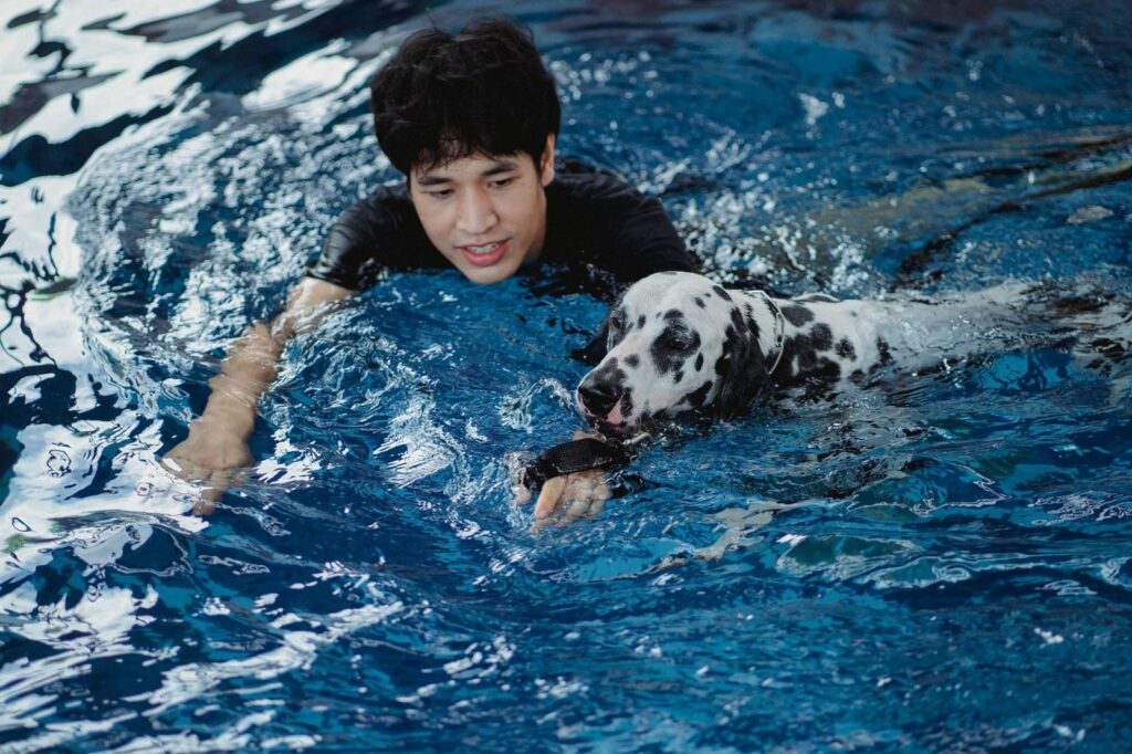 Getting In the Pool With Your Dog - Why Owners Are Swimming Too